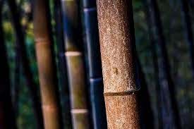 Bamboo conclave