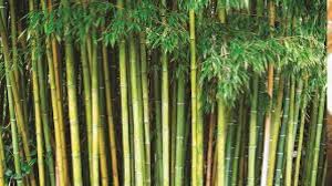 Bamboo