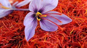 Kashmir Saffron