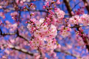 India International Cherry Blossom Festival